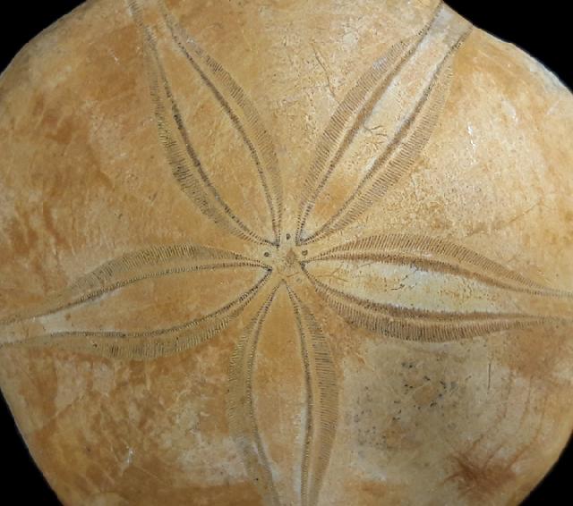 Astrolampas depressus (AGASSIZ in AGASSIZ & DESOR 1847) - Bild &copy; FossNet FossilienStore